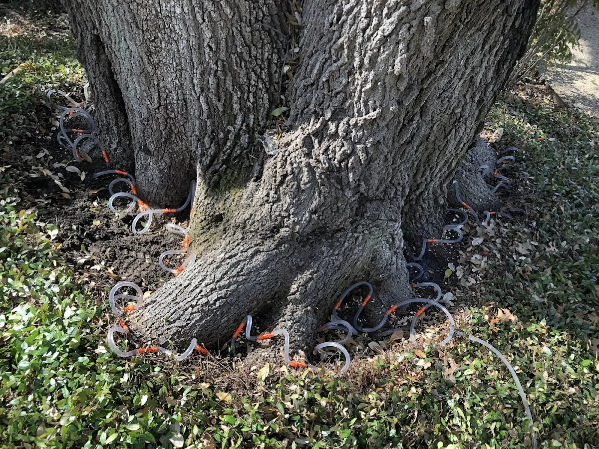 Detailed Tree Cabling and Bracing job site in Lost Hills