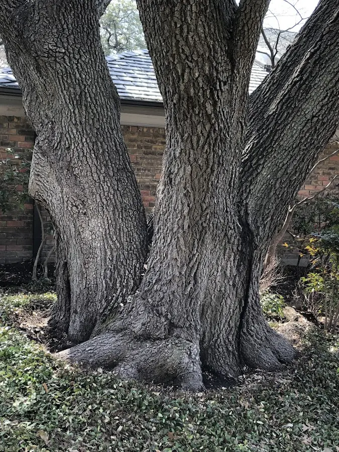 Mature heritage tree close to a Lost Hills property cared for by certified arborists