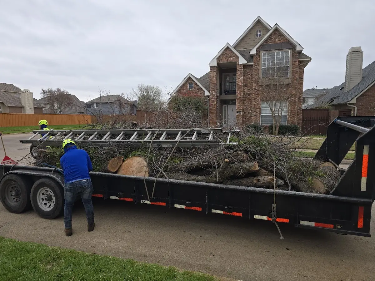 Expert Tree Removal with proper safety equipment in Lost Hills